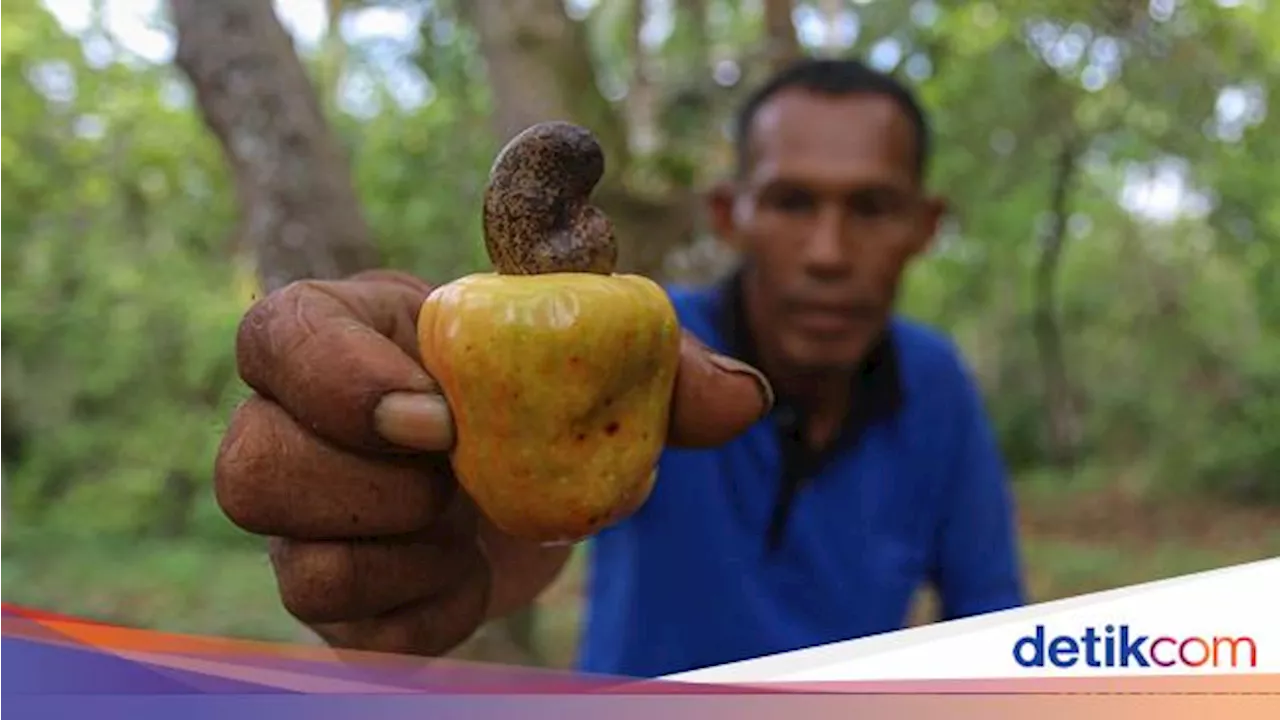 Kebun Jambu Mete Tersebar Luas di Wawonii Konawe Kepulauan