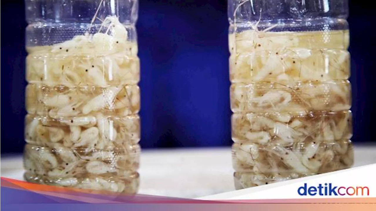 KKP Gagalkan Penyelundupan 52 Ribu Benur Rp 7,8 M