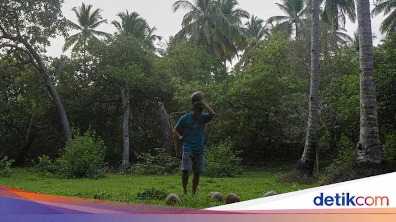 Melihat Potensi Kopra di Wawonii, Sekali Panen Bisa Tembus 500 Kg