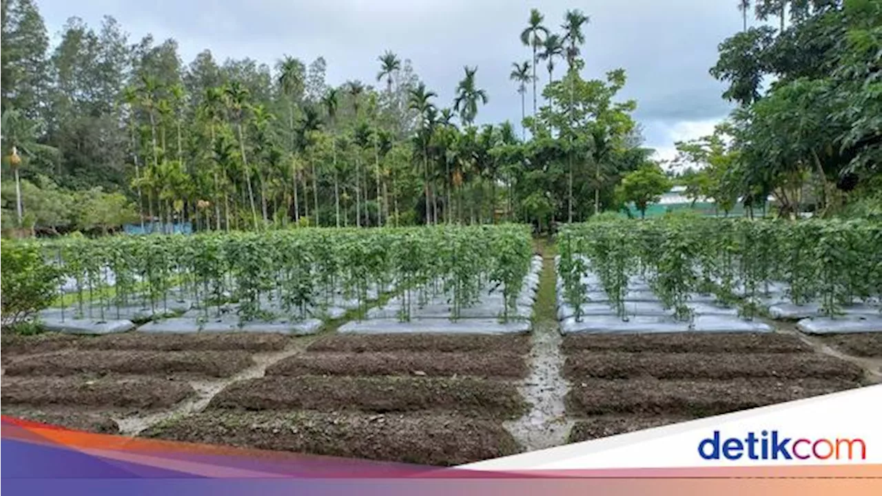 Tailing 'Disulap' Jadi Lahan Hijau hingga Campuran Aspal