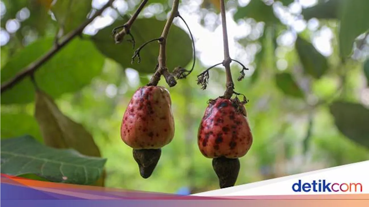 Top! Kacang Mente di Wawonii Pernah 'Terbang' Sampai ke India