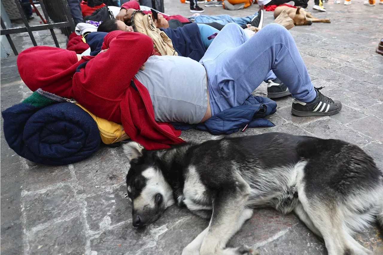 Congreso de la CDMX pide operativos de rescate animal en las inmediaciones de la Basílica de Guadalupe