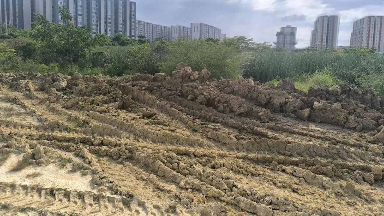 CRA suspende actividades a constructora por tala en Alameda del Río