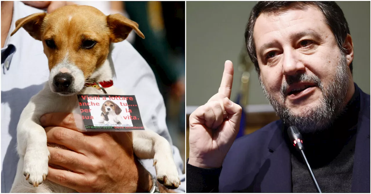 Vivisezione, emendamento della Lega per riaprire gli allevamenti per cani e gatti