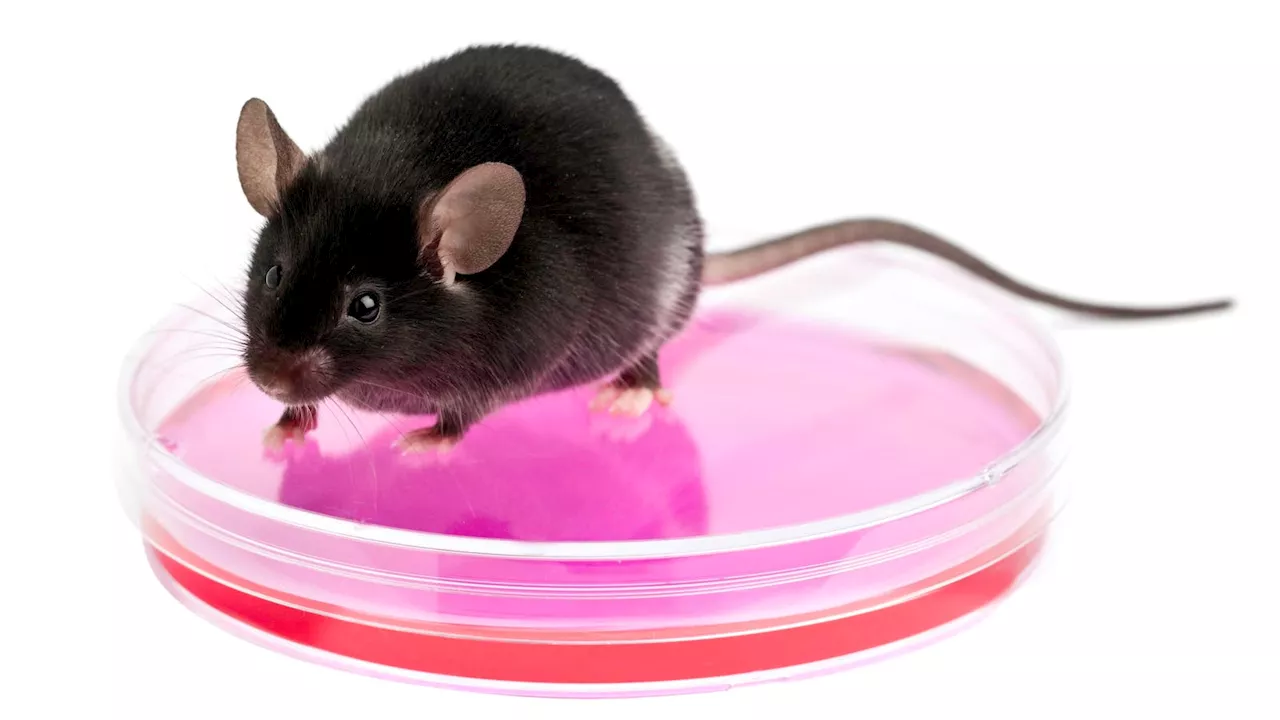 Scientists Can Now Recreate A Mouse Without Its DNA—Here’s How It Works