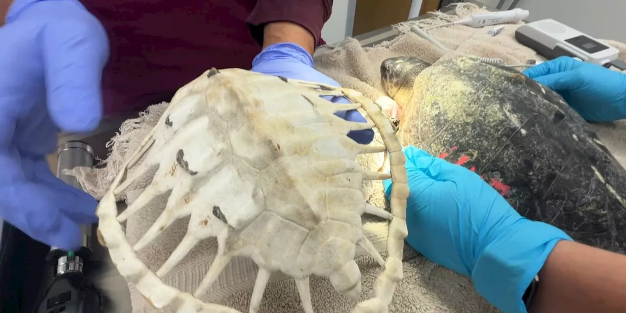 Institute for Marine Mammal Studies receives cold-stunned Kemp’s ridley sea turtles from New England