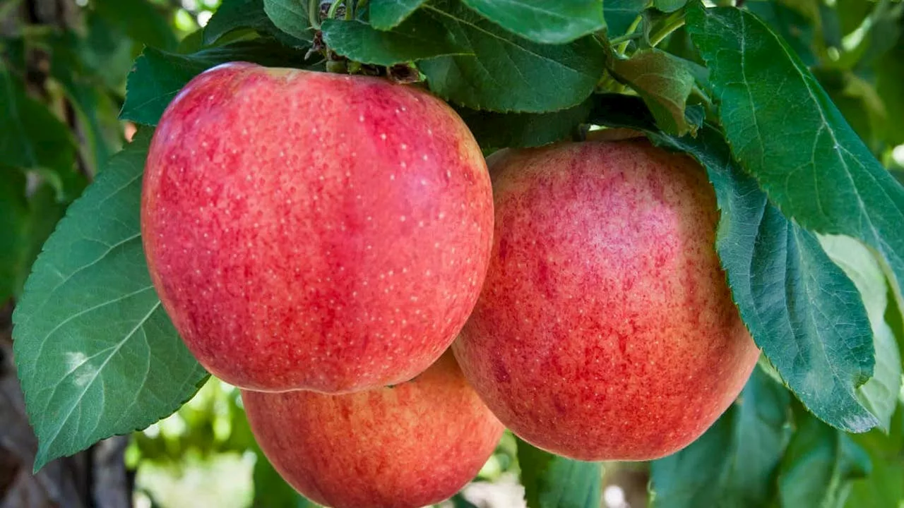 WSU's apple breeding program introduces new Sunflare apple