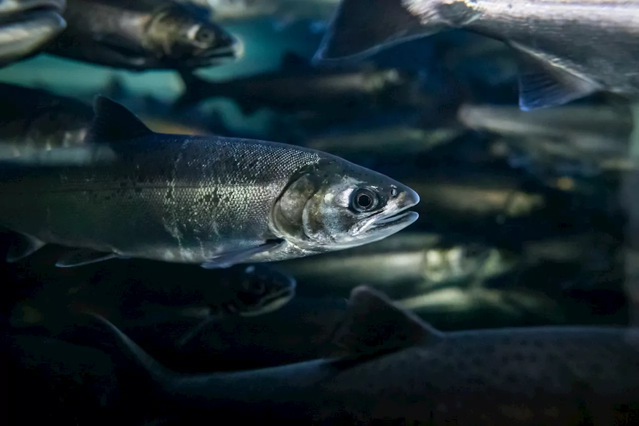 B.C. First Nation to develop salmon hatchery with the federal Fisheries Department