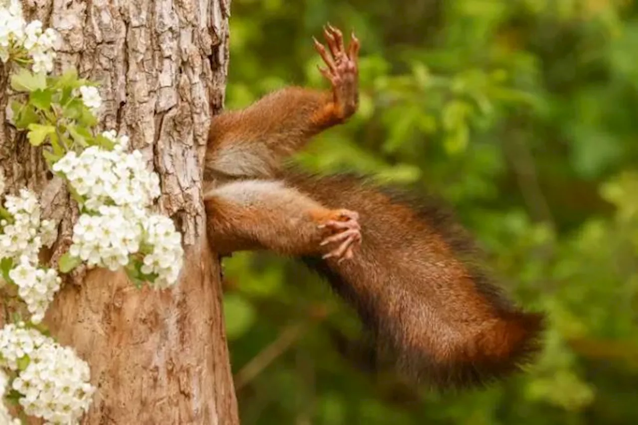 Italiaanse fotograaf wint ‘Comedy Wildlife Photography Awards 2024’ met humoristisch beeld van eekhoorn