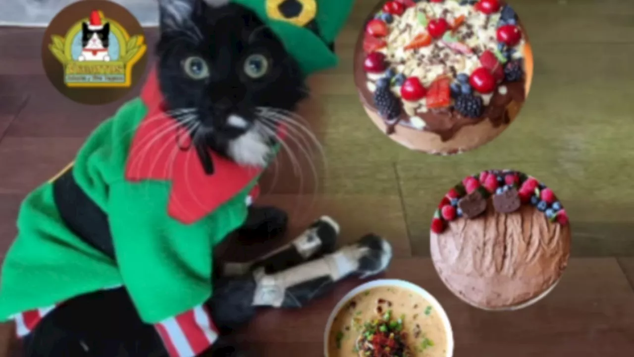 Aquí puedes comprar deliciosas cenas para Navidad y Año Nuevo además de ayudar a 150 gatitos