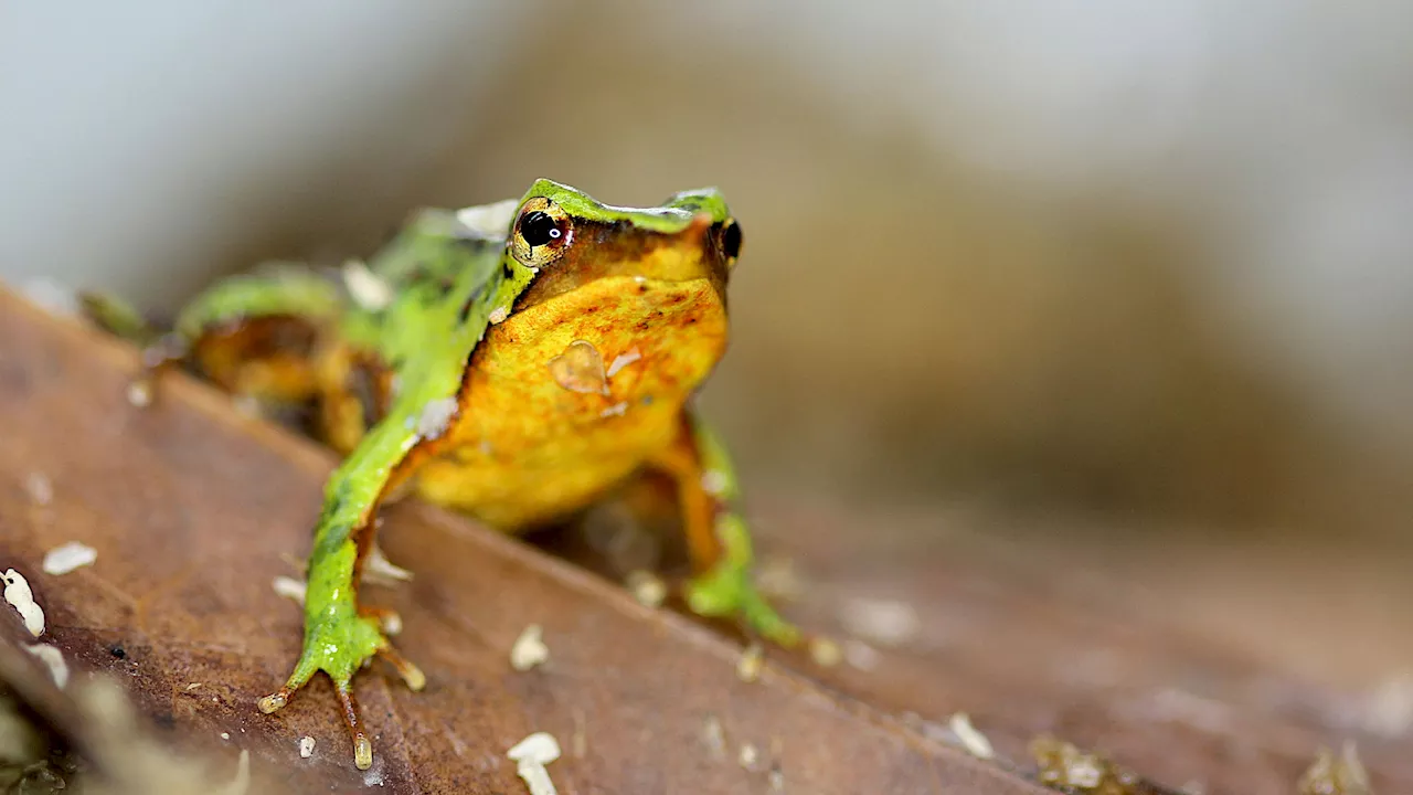  90 Prozent weniger Frösche! Zoo ist letzte Rettung