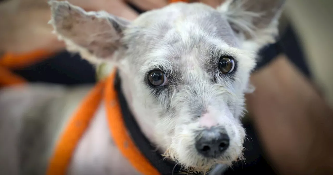 Fugitive Dog Is New Orleans Folk Hero After Eluding Dart Guns And Nets