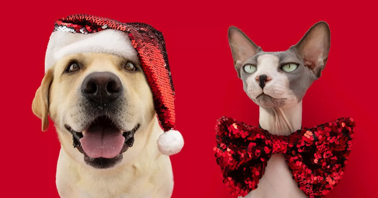 Let Your Pets In On The Holidays With Treats And Toys They'll Actually Want