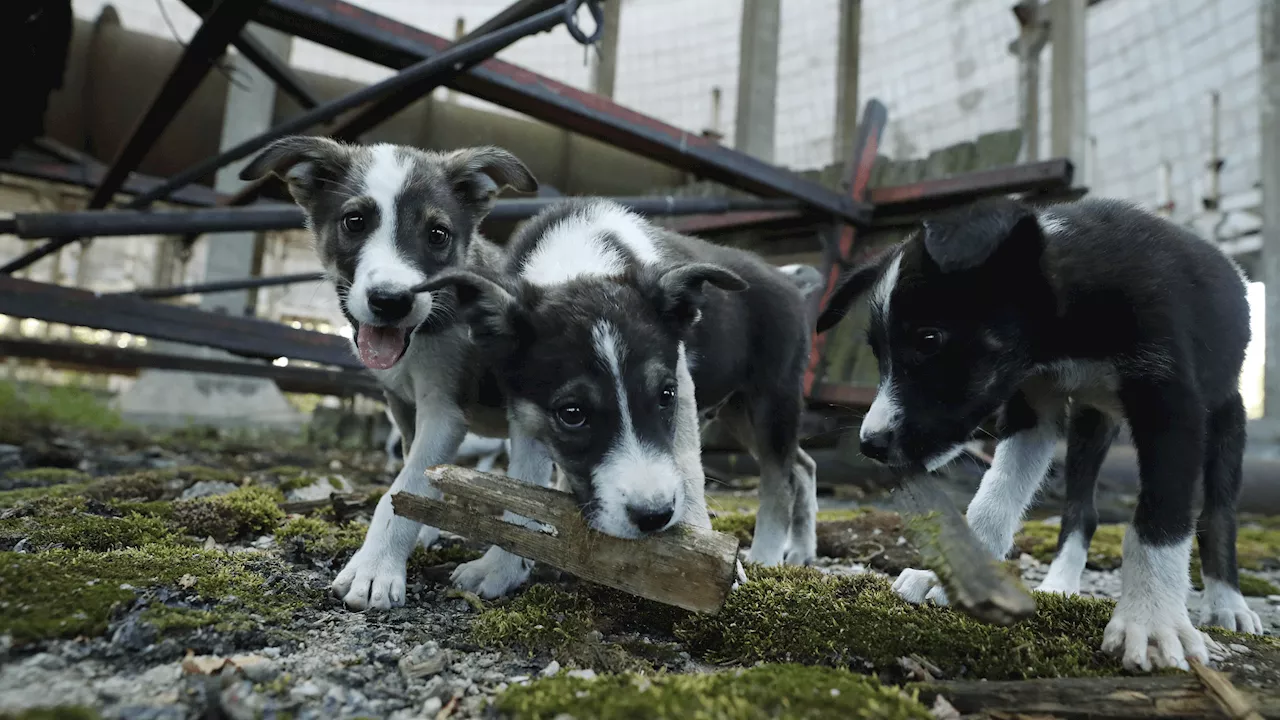 How Chernobyl dogs gained a ‘superpower’ to survive the worst nuclear disaster ever