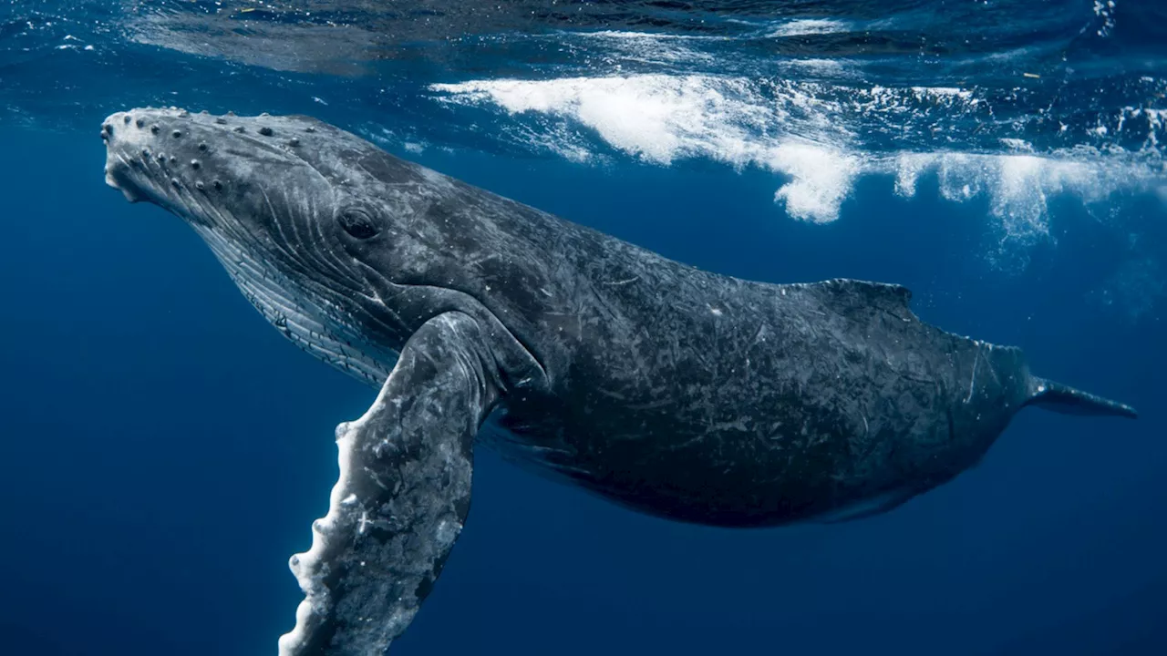 Love-struck male humpback whale swims record-breaking 3 oceans, 8,106 miles for sex