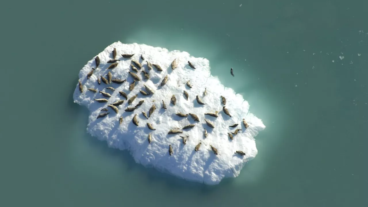 Study finds why mama seals float on slow icebergs when others prefer fast ones