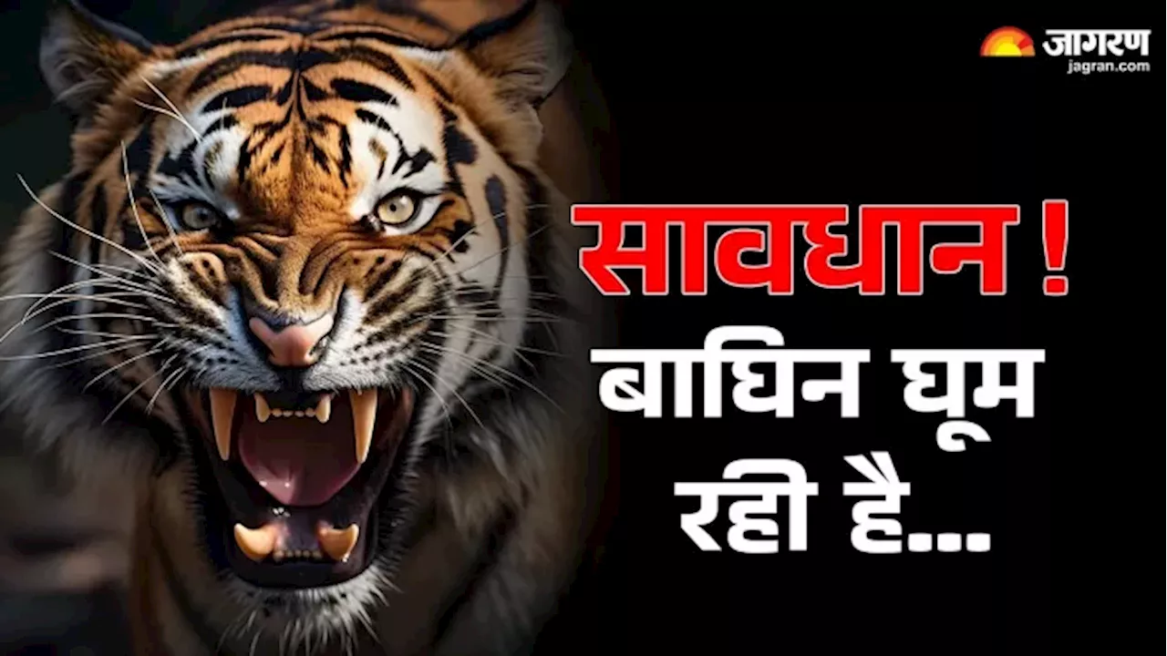 Terror Of Tigress: चाकुलिया एरोड्रम के करीब पहुंची बाघिन; दहशत में लोग, नजर रख रही 2 राज्यों की 80 सदस्यीय टीम