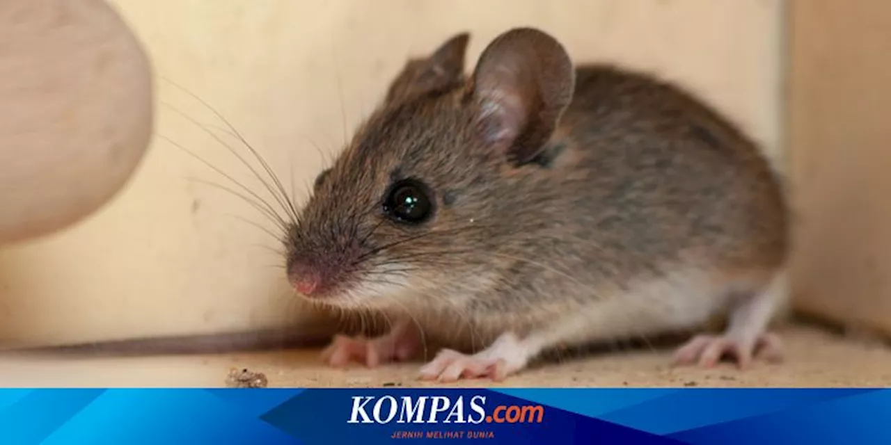 11 Aroma yang Dapat Mengusir Tikus dari Rumah