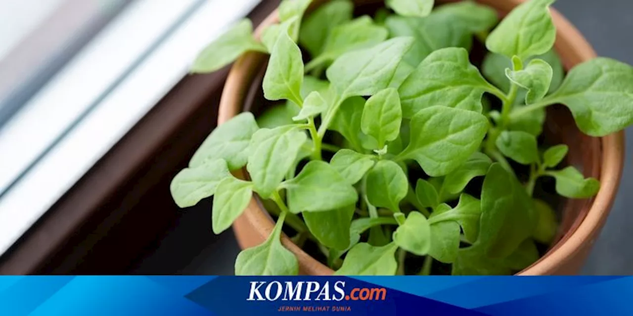 6 Tanaman Sayur yang Mudah Ditanam di Rumah