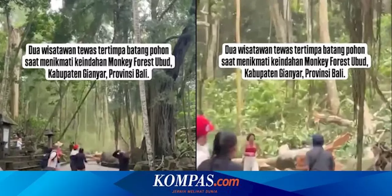 Kronologi dan Identitas 2 WNA yang Tewas Tertimpa Pohon di Monkey Forest Ubud Bali