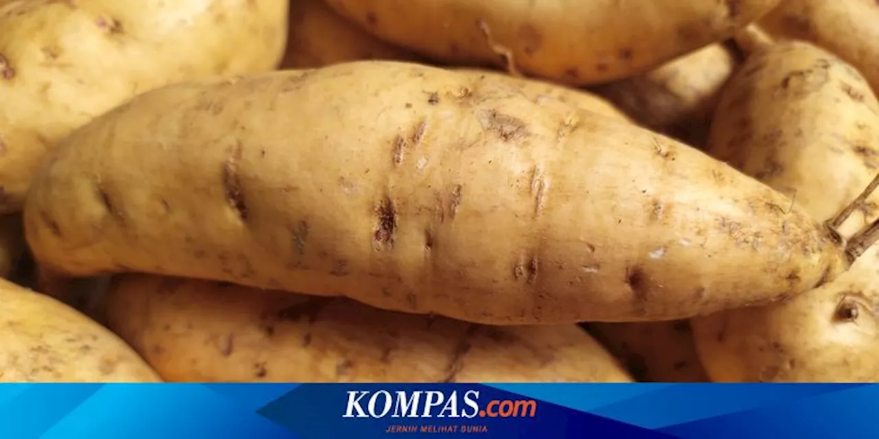 Rasanya Manis, Apakah Ubi Cilembu Aman untuk Gula Darah?