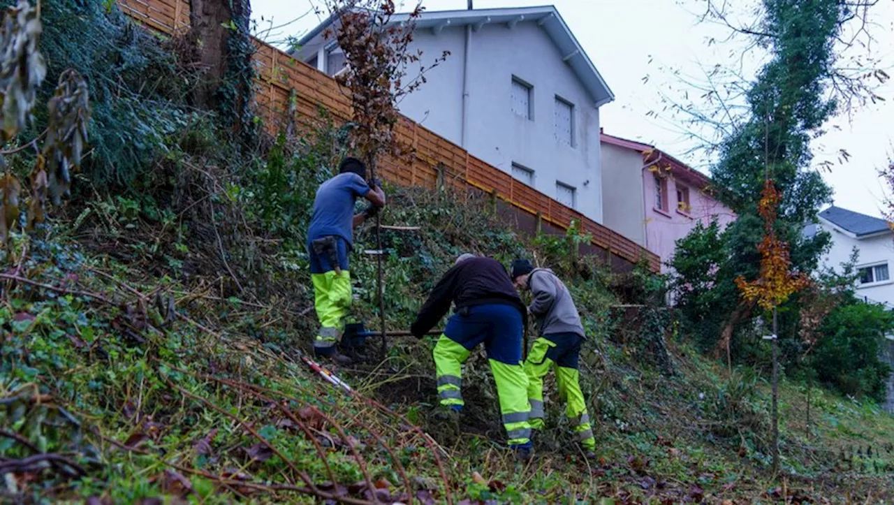 Environnement : plus de 100 arbres plantés cette année par la ville de Lourdes