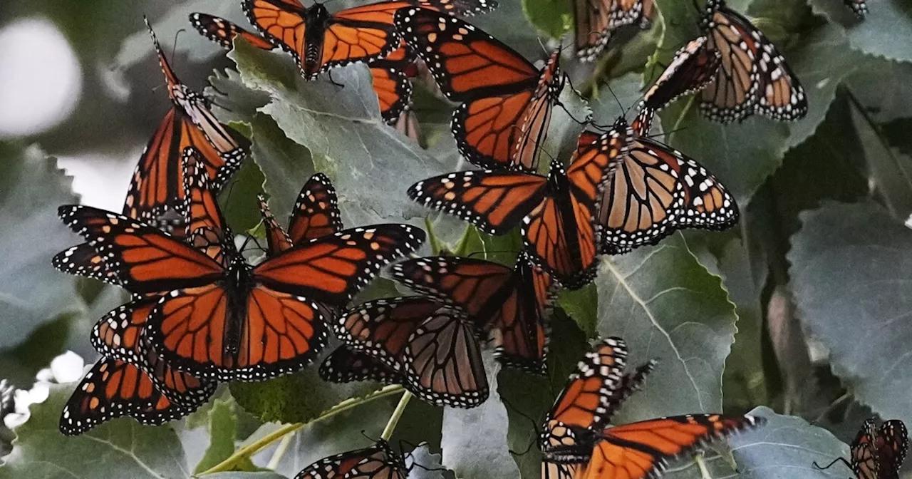 Monarch butterflies will get federal protections as a threatened species