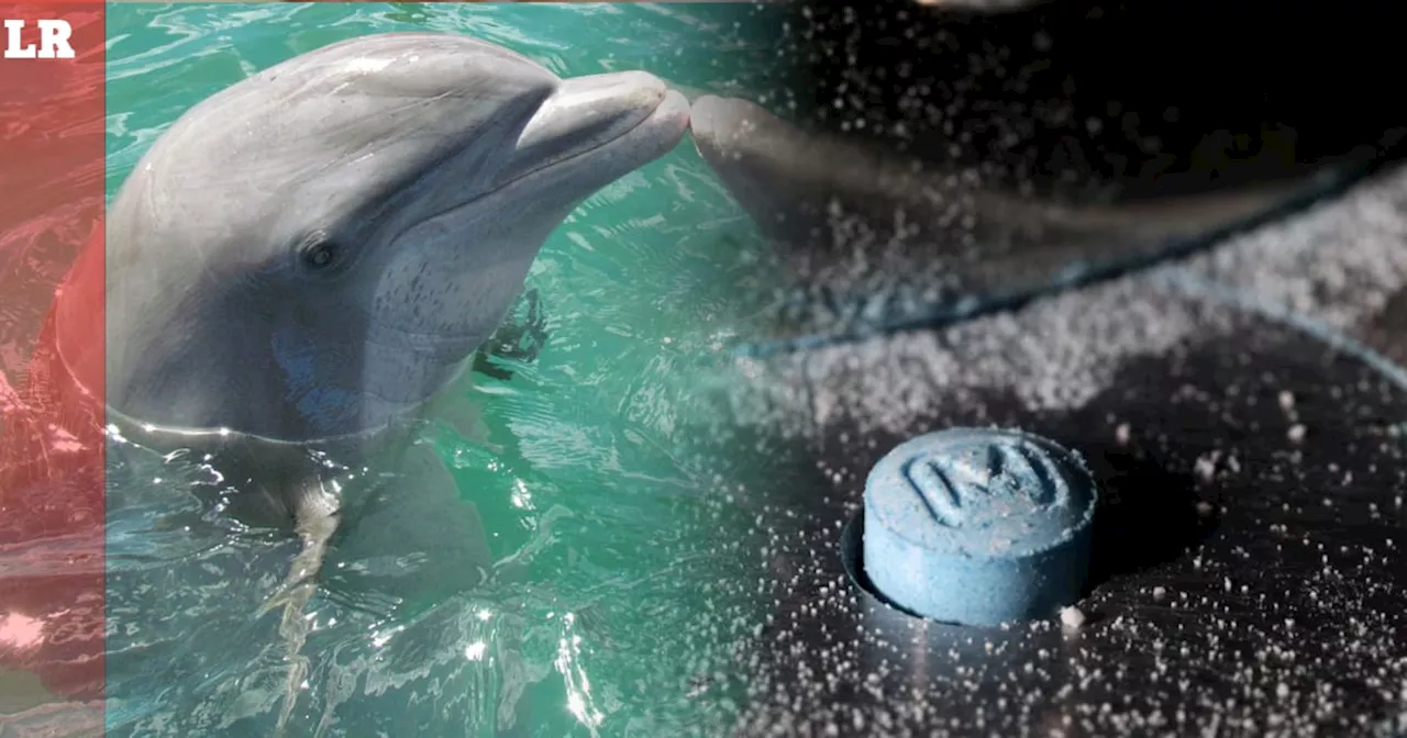 Delfines del Golfo de México dan positivo a fentanilo y otras drogas, revela estudio