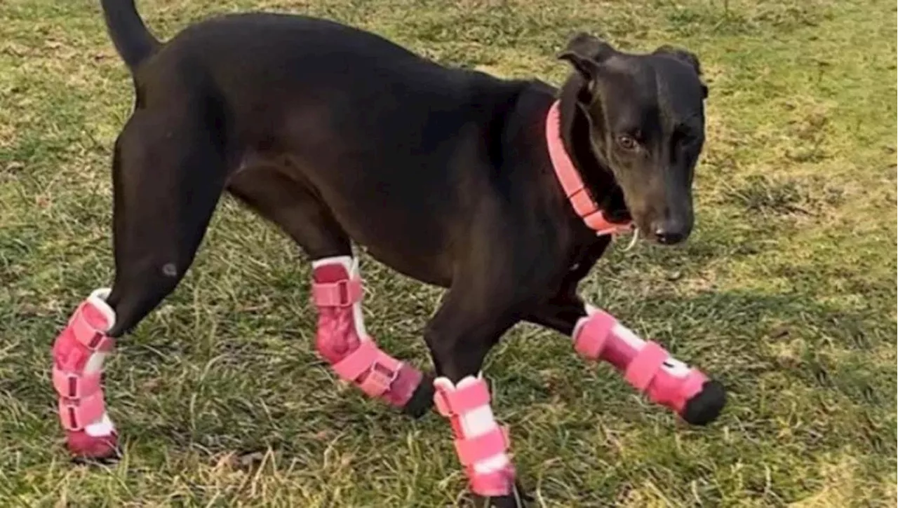 Il cane Zoe ha trasformato il dolore in speranza: “È un simbolo di resilienza e forza”