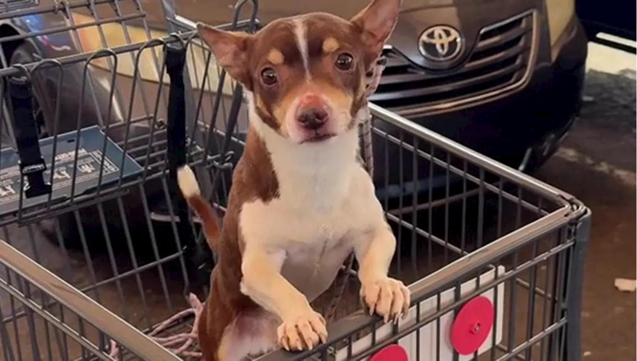 Il mistero del piccolo Roy, il cane trovato abbandonato in un carrello del supermercato