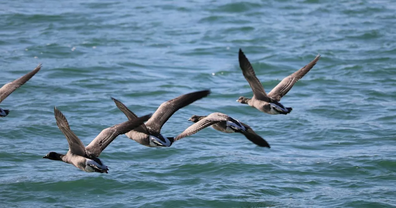 Des éoliennes géantes au large de Dunkerque risquent d’affecter les migrations de 1 million d’oiseaux