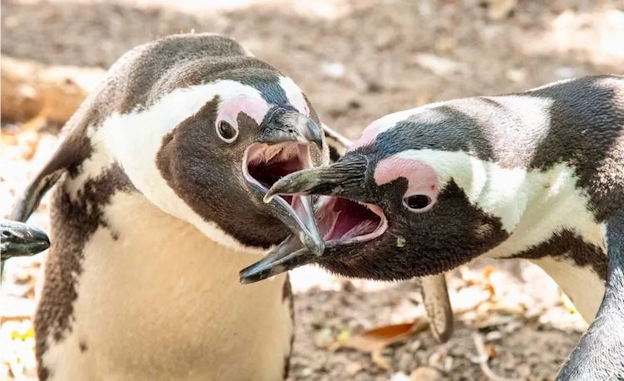 Legal delays threaten survival of African Penguins, say conservation groups