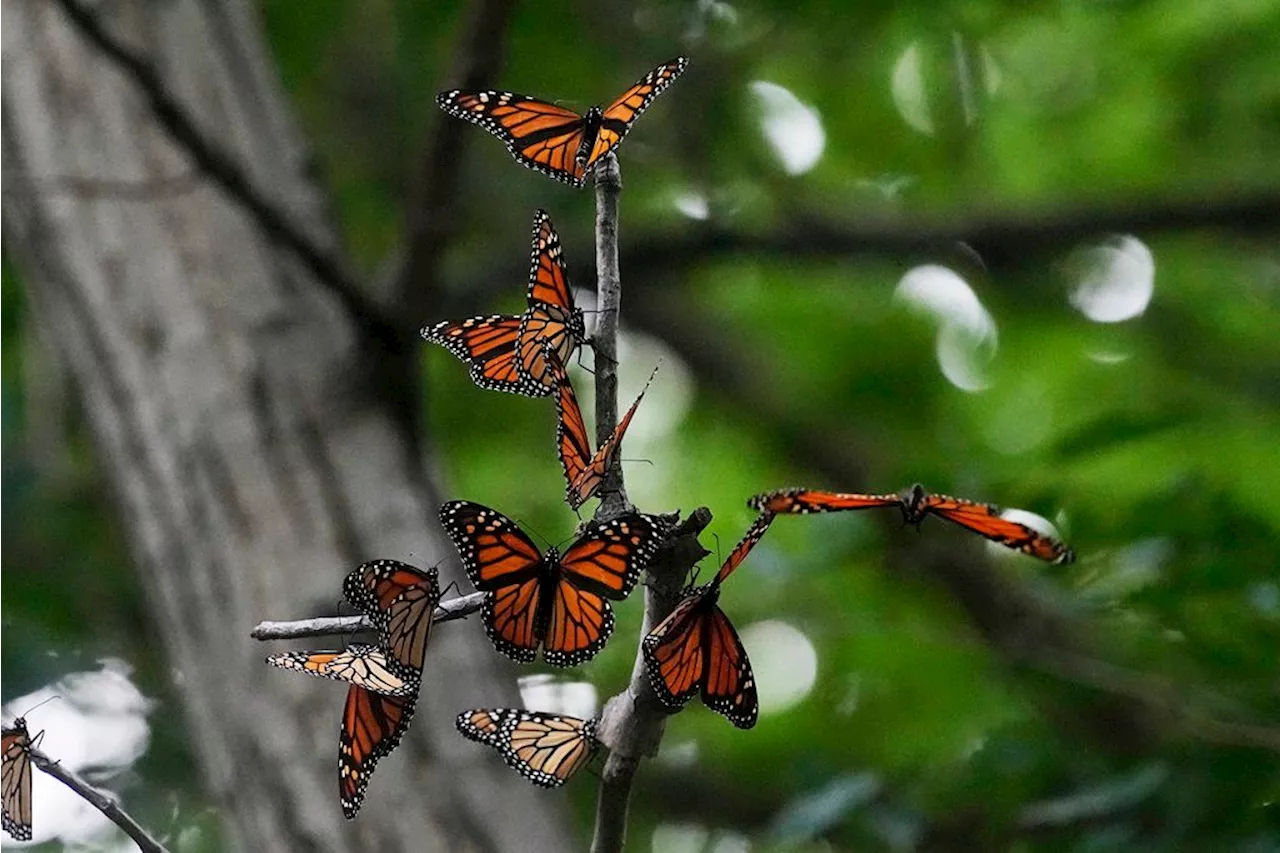 Monarch butterflies to be listed as a threatened species in US