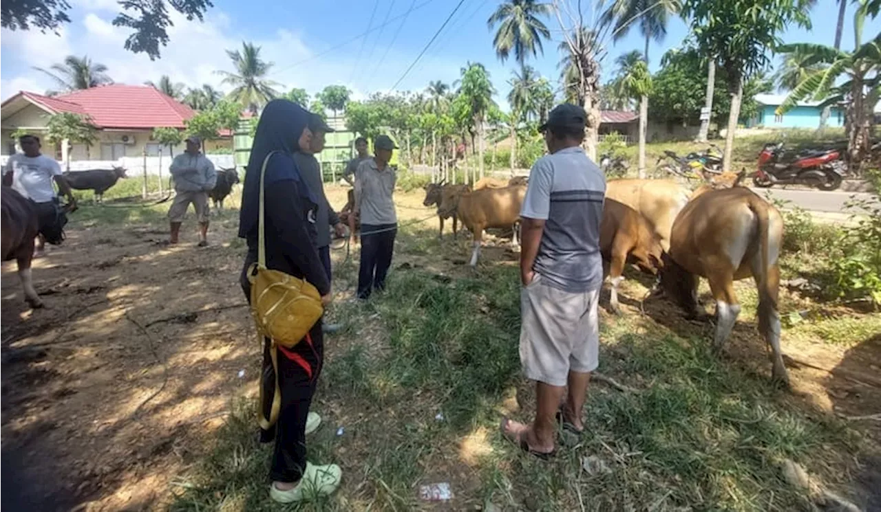 Kementan Sigap Merespon Kasus Penyakit Mulut dan Kuku di Gorontalo