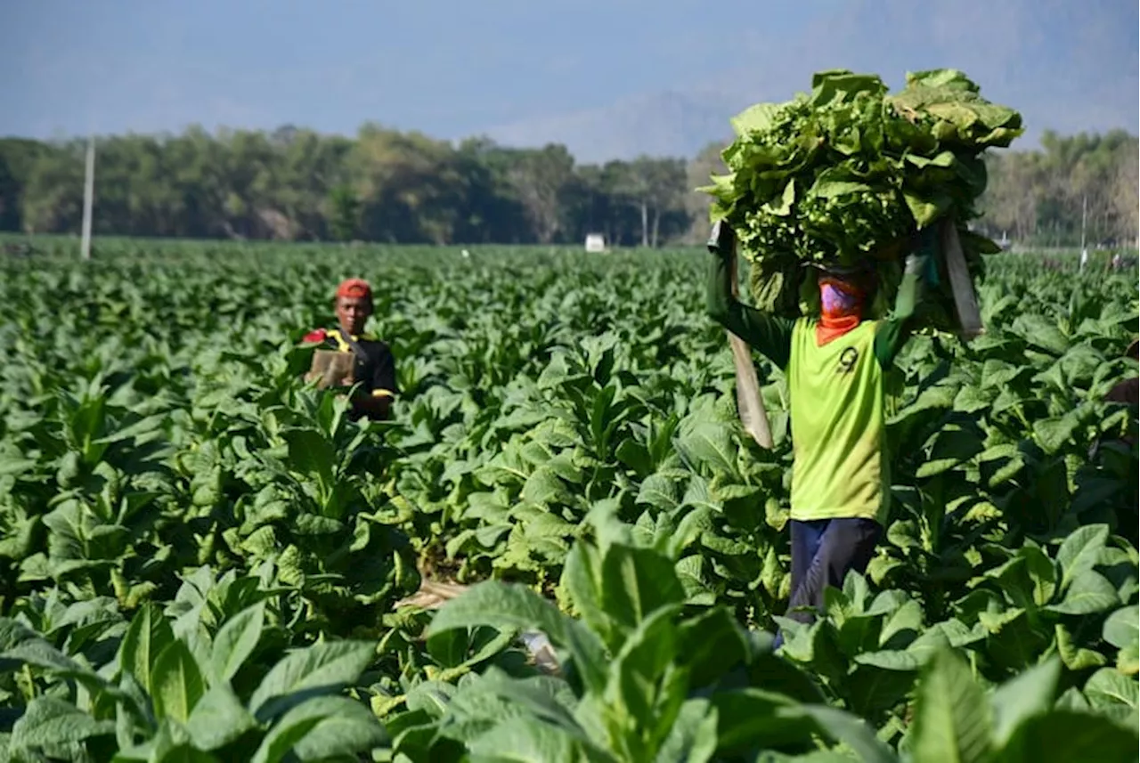 Kementan Ungkap Dampak Negatif Rancangan Permenkes bagi Petani Tembakau