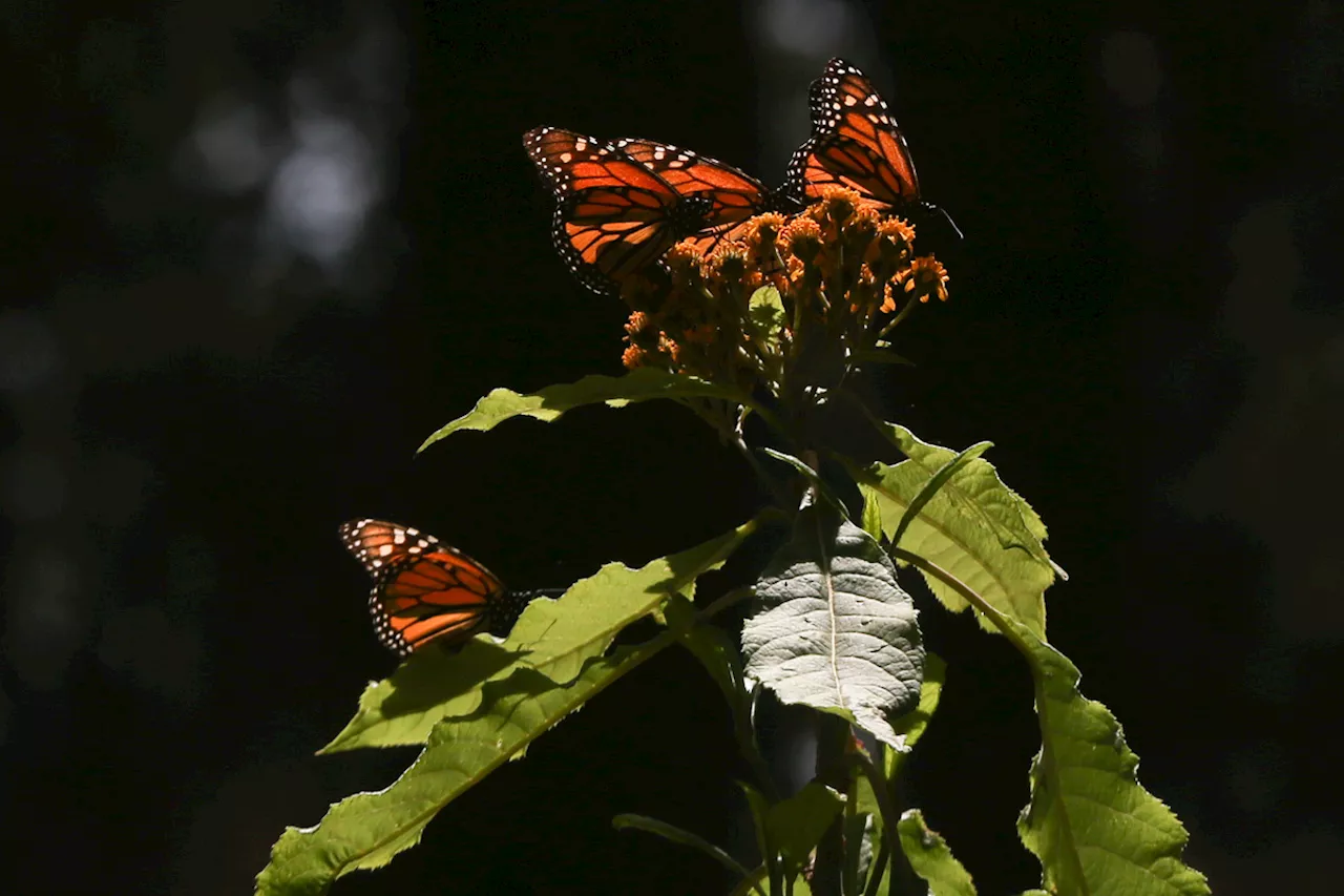 Mariposas monarca requieren mayor protección para garantizar sobrevivencia: WWF