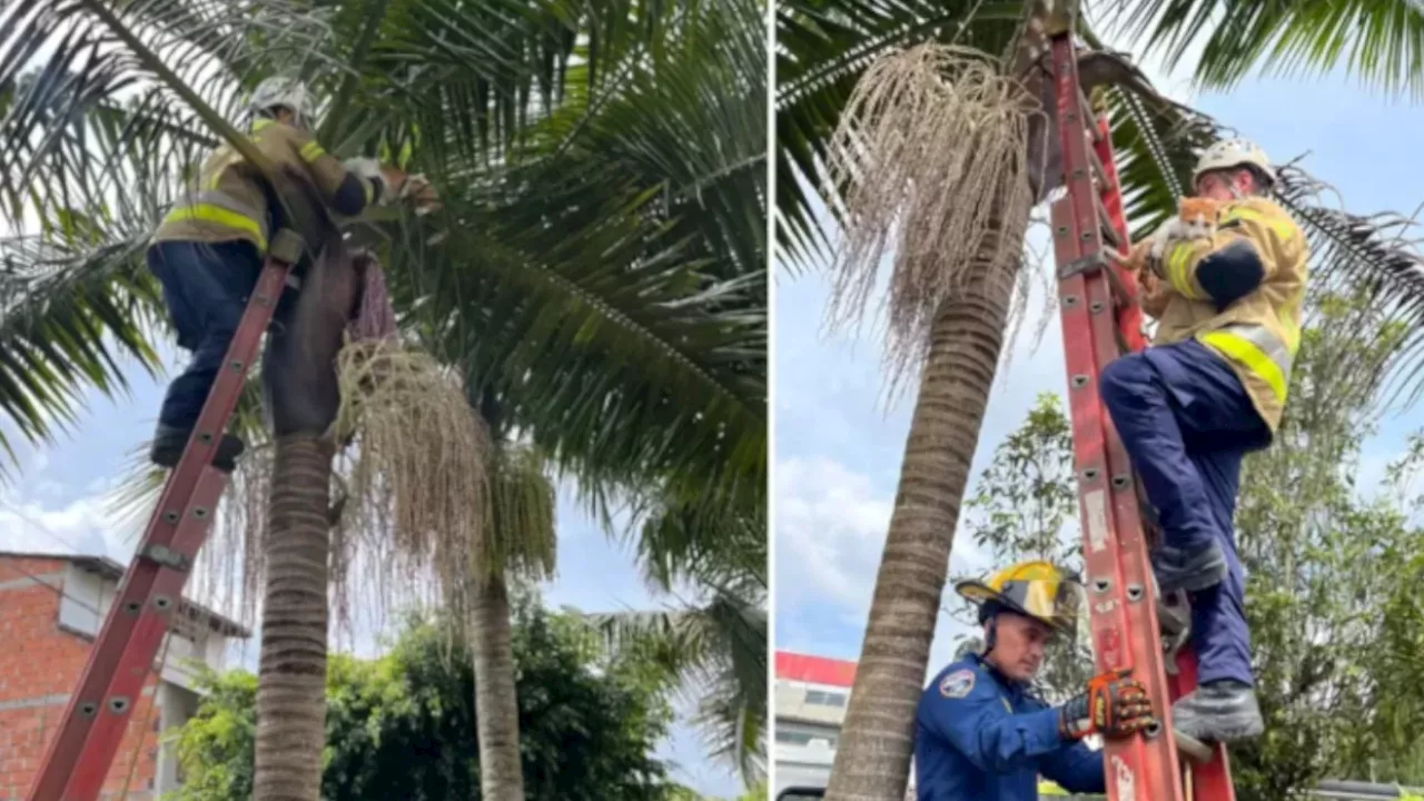 Gatico subió a una palmera y los Bomberos de Rionegro lo terminaron bajando