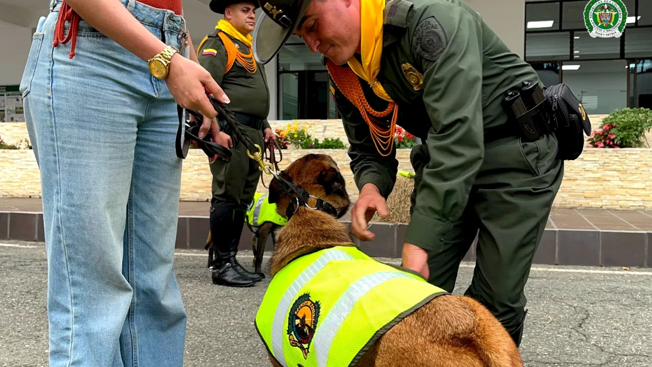 Perritos policías jubilados de Antioquia encuentran nuevos hogares tras años de servicio