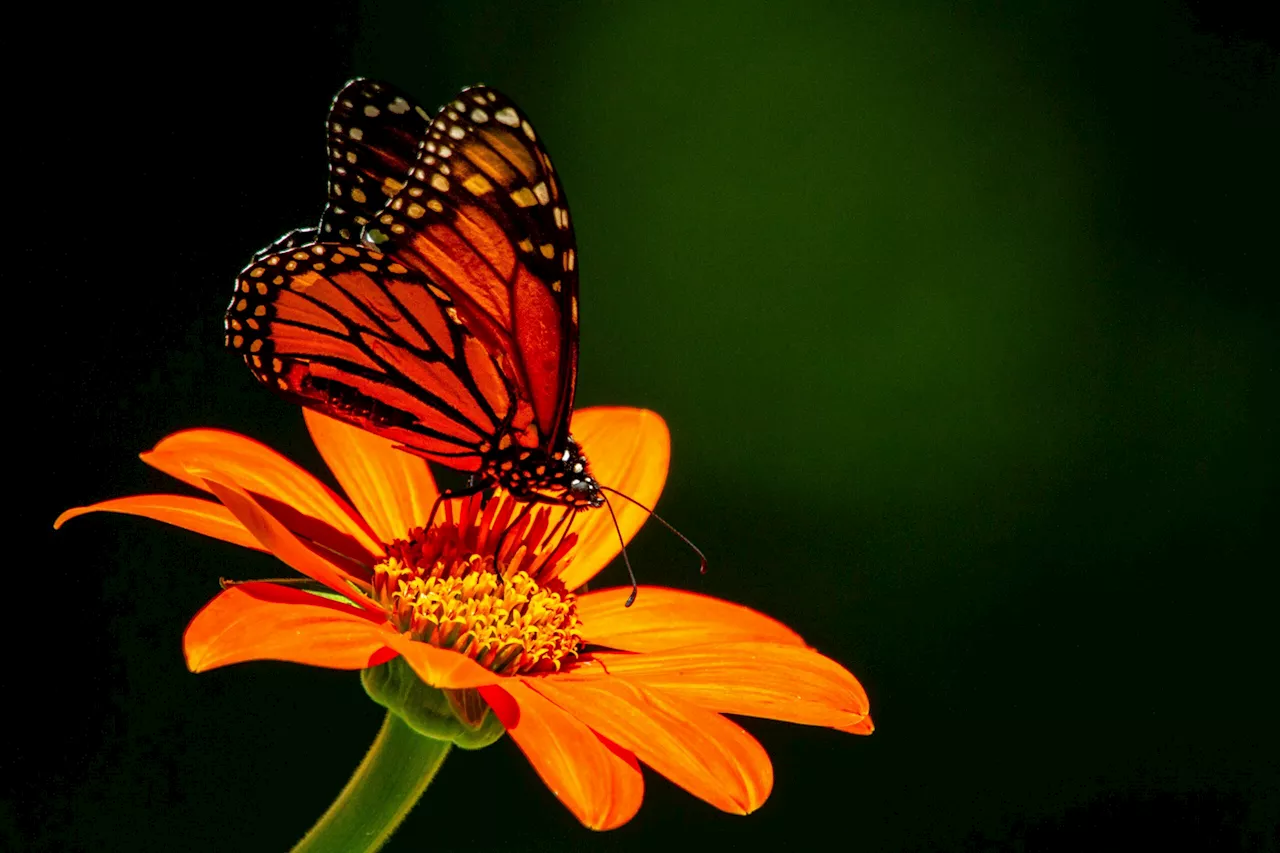 US moves to save once-common monarch butterflies from extinction