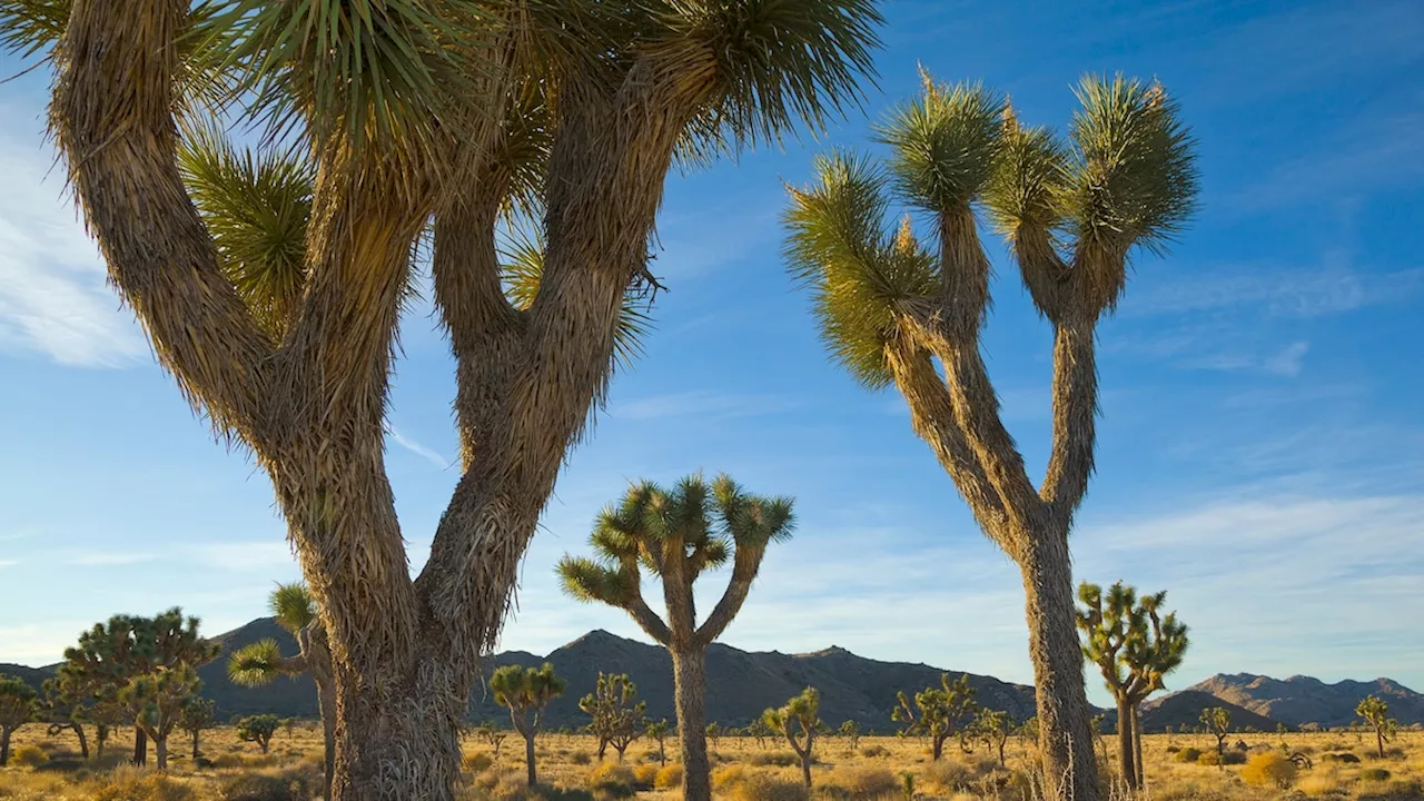 Everything to know about Joshua Tree National Park