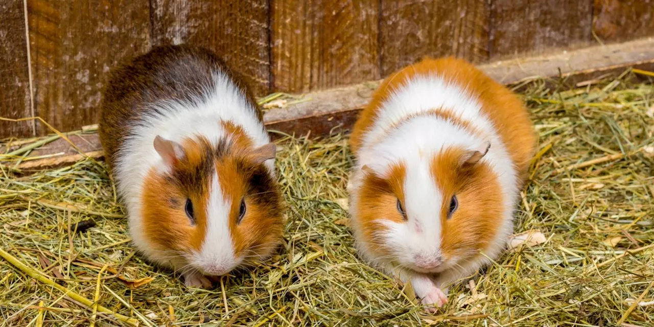 Männlich oder weiblich? So wählen Sie Ihr Meerschweinchen