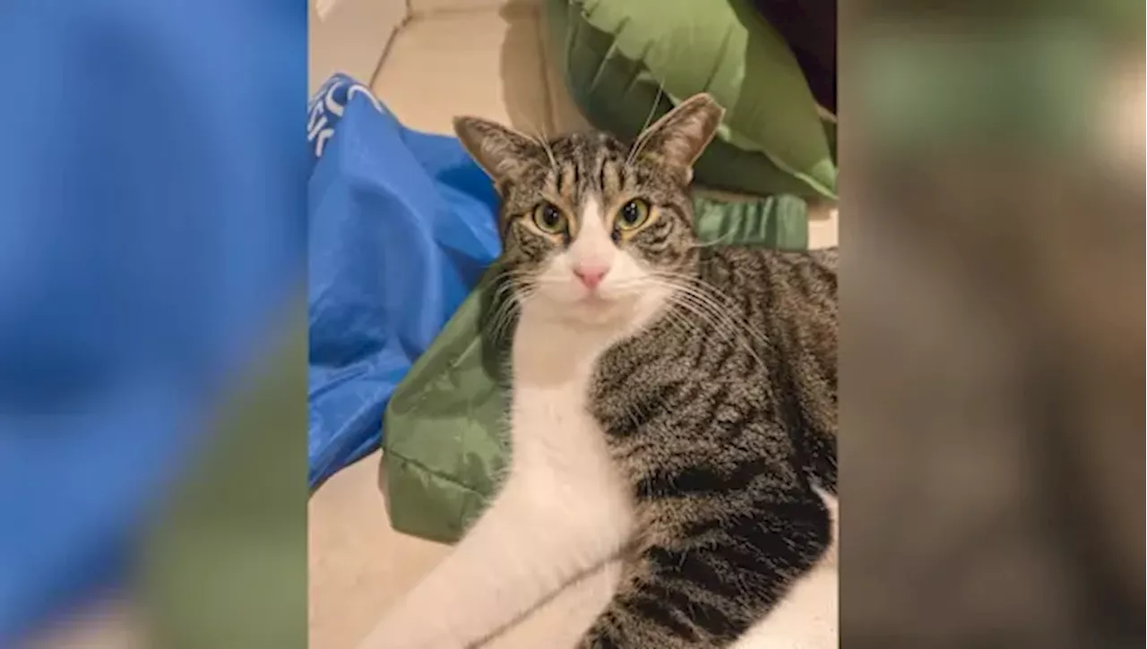 Moriches couple says their cat’s leg had to be amputated after someone shot it