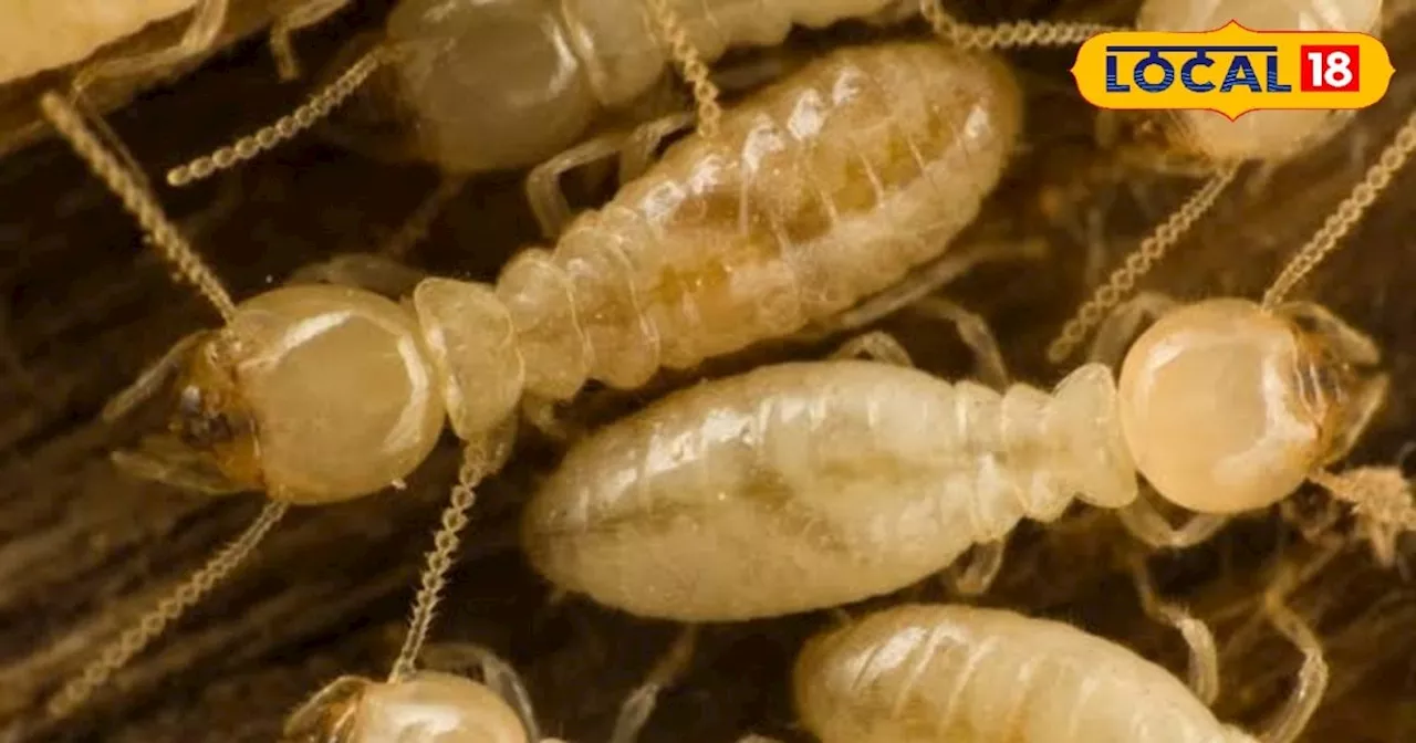 Termites Form Land: जमीन में लग गए हैं दीमक, करें ये आसान उपाय, जड़ से खत्म होगी समस्या