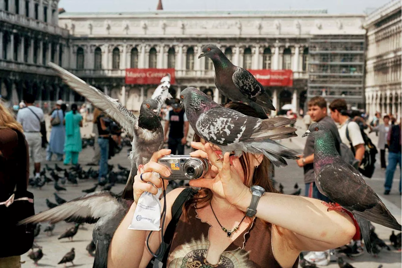 The amazing talents of pigeons – and why we should learn to love them