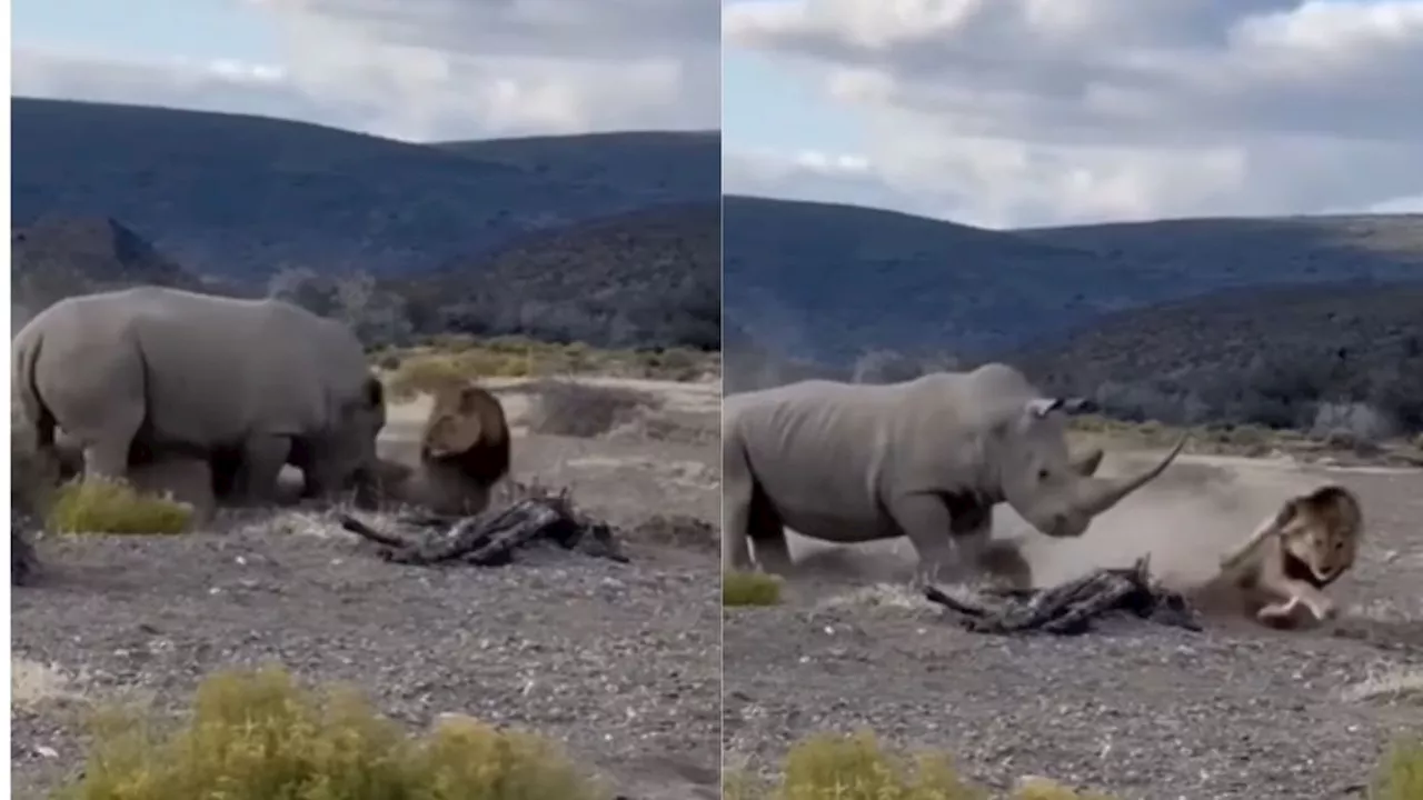 गैंडे की ताकत के आगे हिल जाता है शेर, जंगल से सामने आया अविश्वसनीय वीडियो