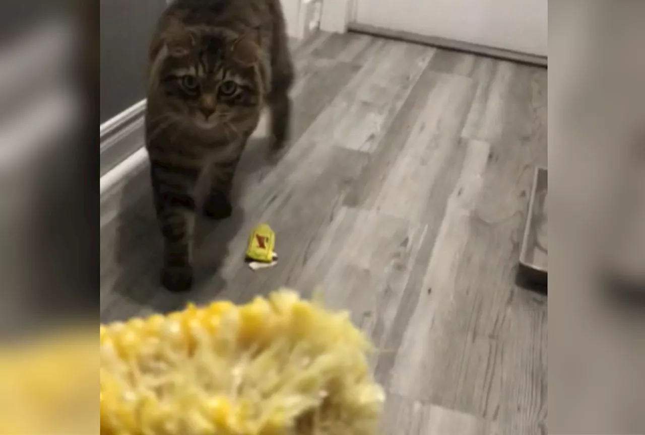 Cat Owner Discovers Corn Has Been Eaten—Culprit Quickly Reveals Himself