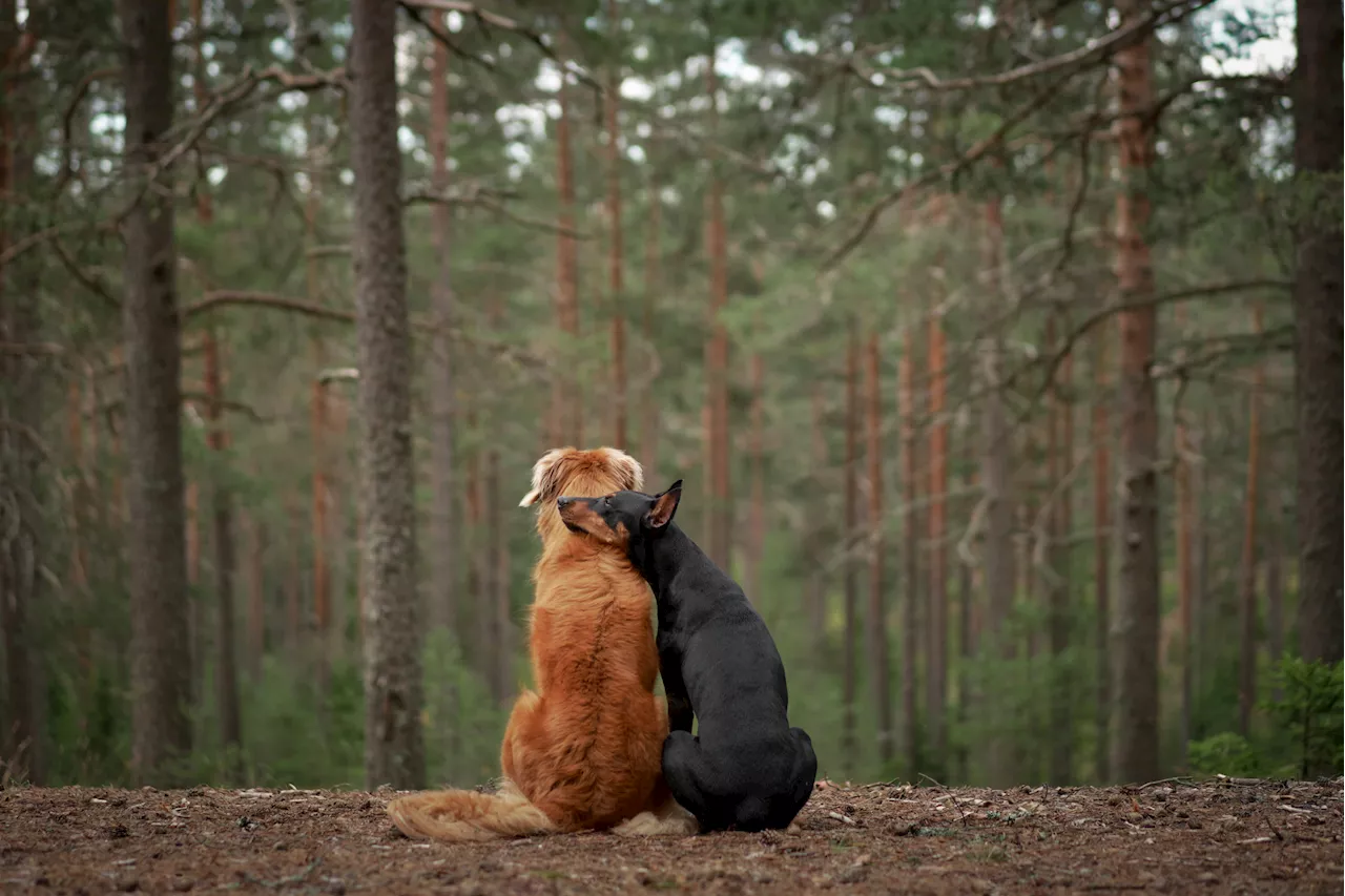 Hearts Melt As Puppies Rescued From Kill Shelter Become Best Friends