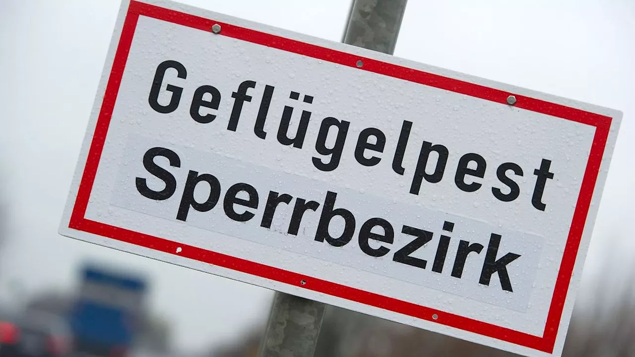 Hamburg & Schleswig-Holstein: Geflügelpest bei Wildvögeln in Dithmarschen festgestellt