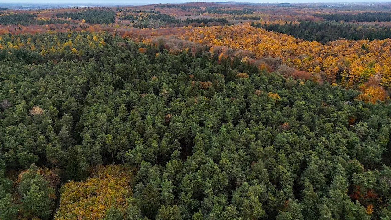 Nordrhein-Westfalen: Bürgerentscheid für zweiten Nationalpark in NRW endet