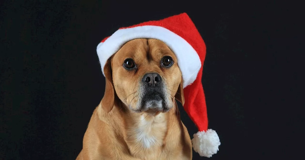 Weihnachtsteller: Was Hunde nicht fressen dürfen